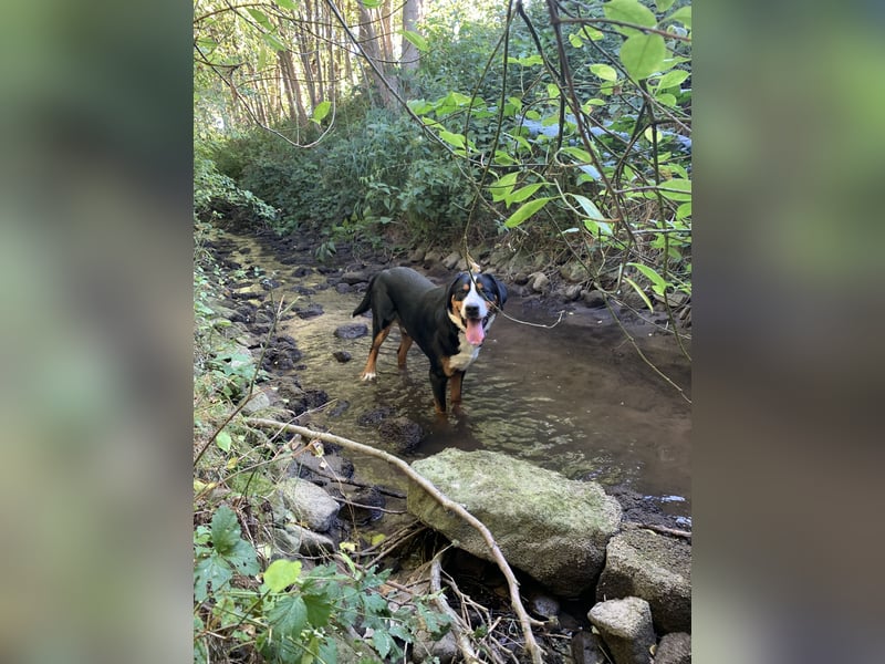 Sam - ein reinrassiger Großer Schweizer Sennenhund