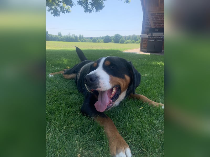 Sam - ein reinrassiger Großer Schweizer Sennenhund