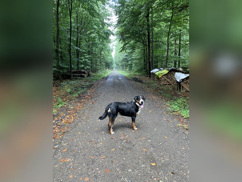Sam - ein reinrassiger Großer Schweizer Sennenhund