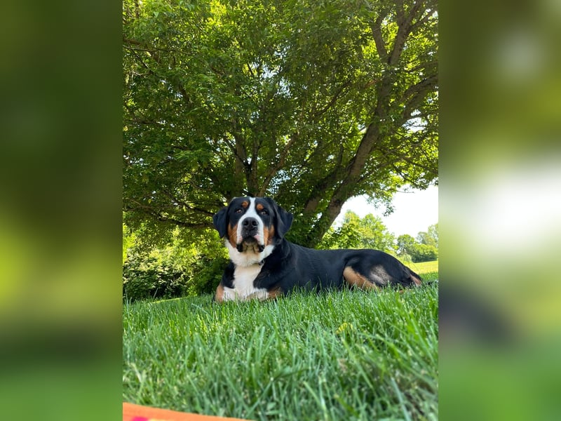 Sam - ein reinrassiger Großer Schweizer Sennenhund