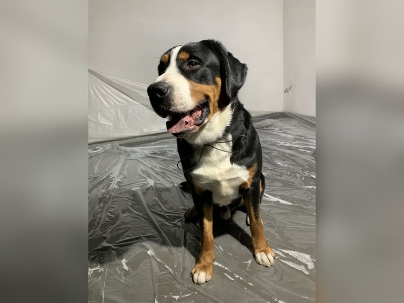 Sam - ein reinrassiger Großer Schweizer Sennenhund