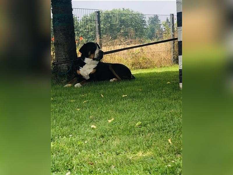Grosser Schweizer Sennenhund Deckrüde