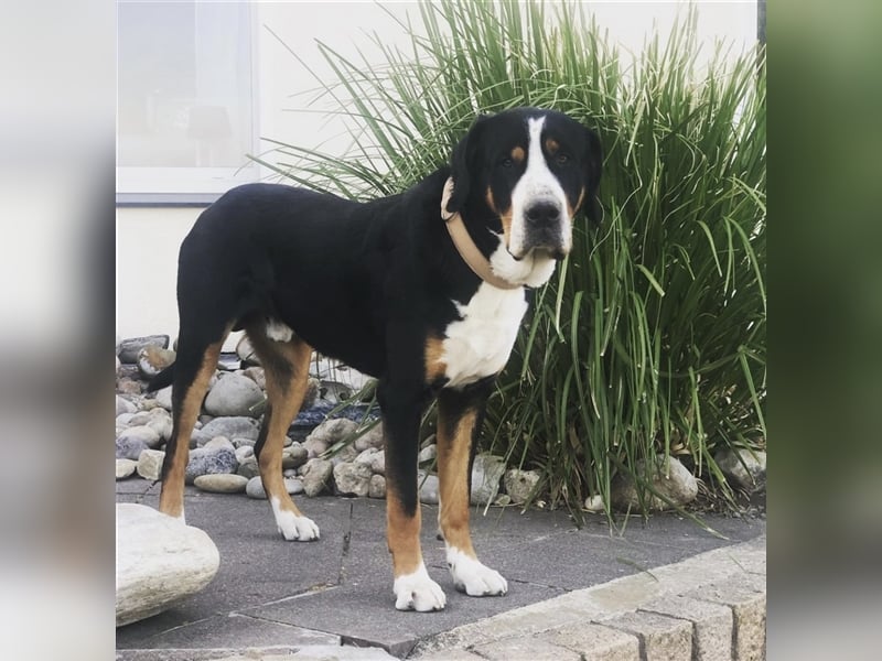 Grosser Schweizer Sennenhund Deckrüde