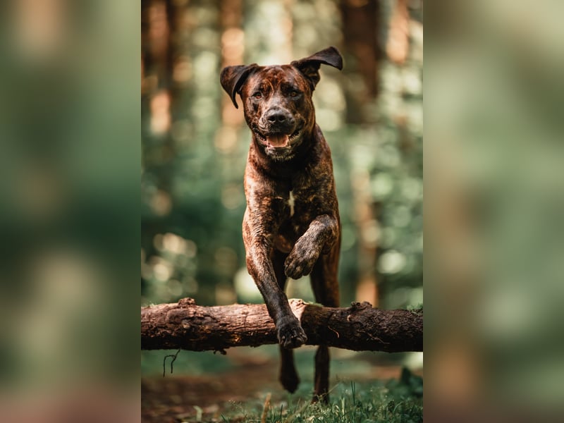 Deckrüde Großer Schweizer Sennen Cane Corso Dogge