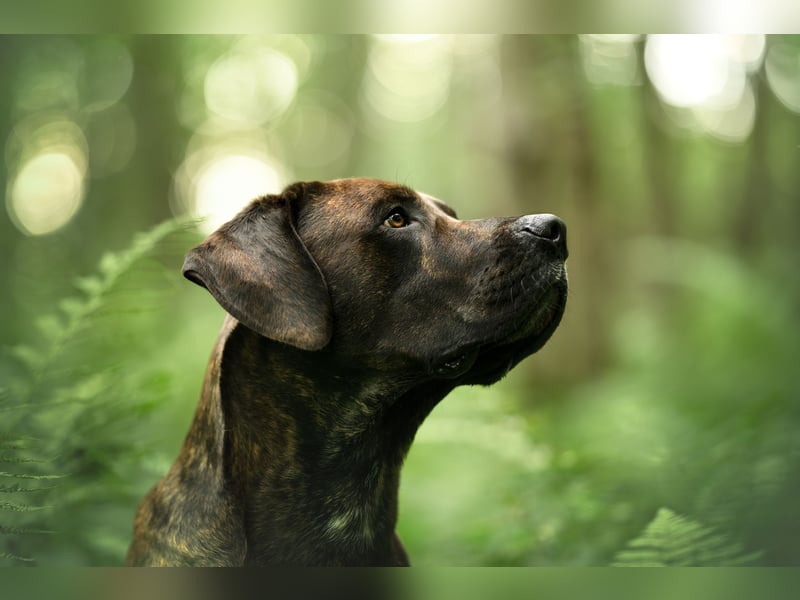 Deckrüde Großer Schweizer Sennen Cane Corso Dogge