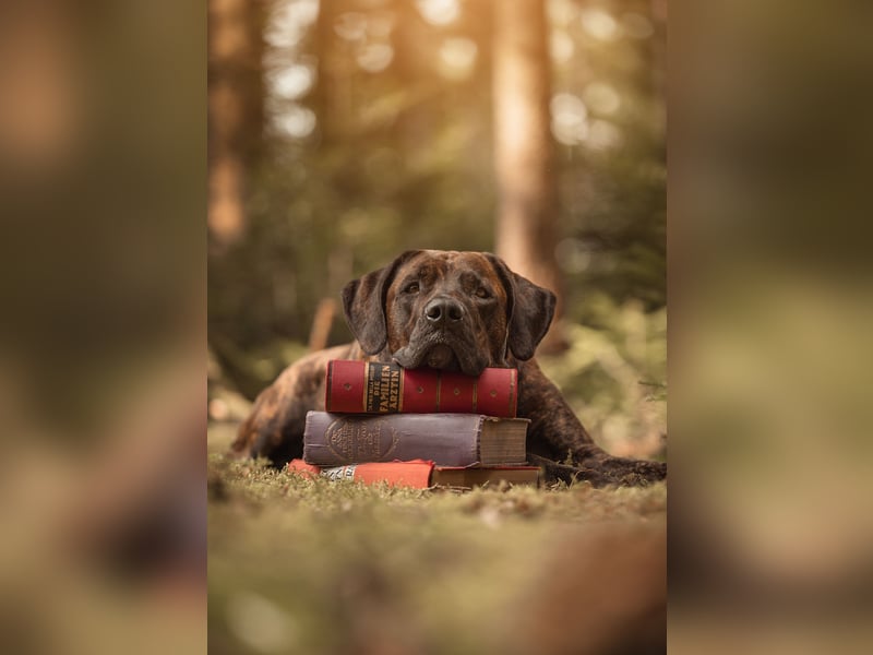 Assistenzhund Deckrüde Großer Schweizer Sennen x Antikdogge