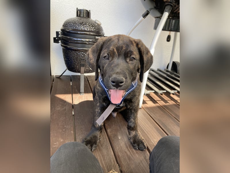 Assistenzhund Deckrüde Großer Schweizer Sennen x Antikdogge