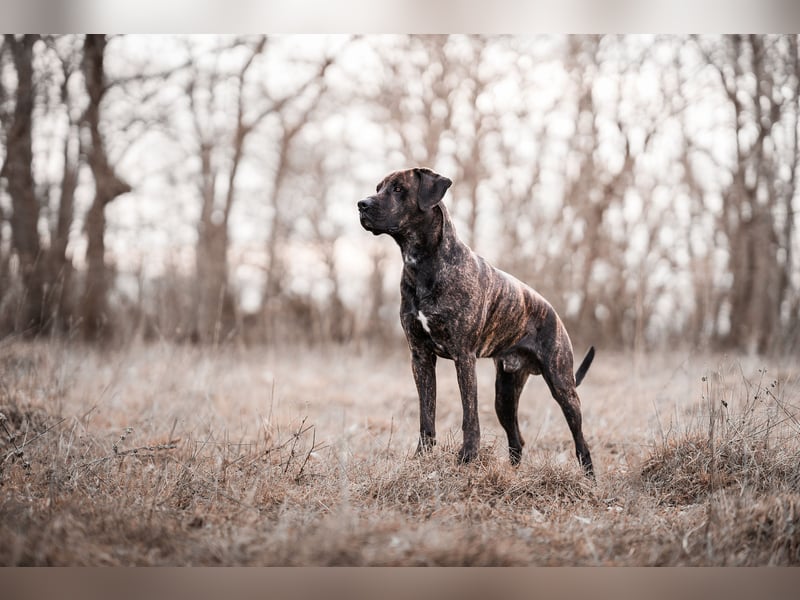 Assistenzhund Deckrüde Großer Schweizer Sennen x Antikdogge