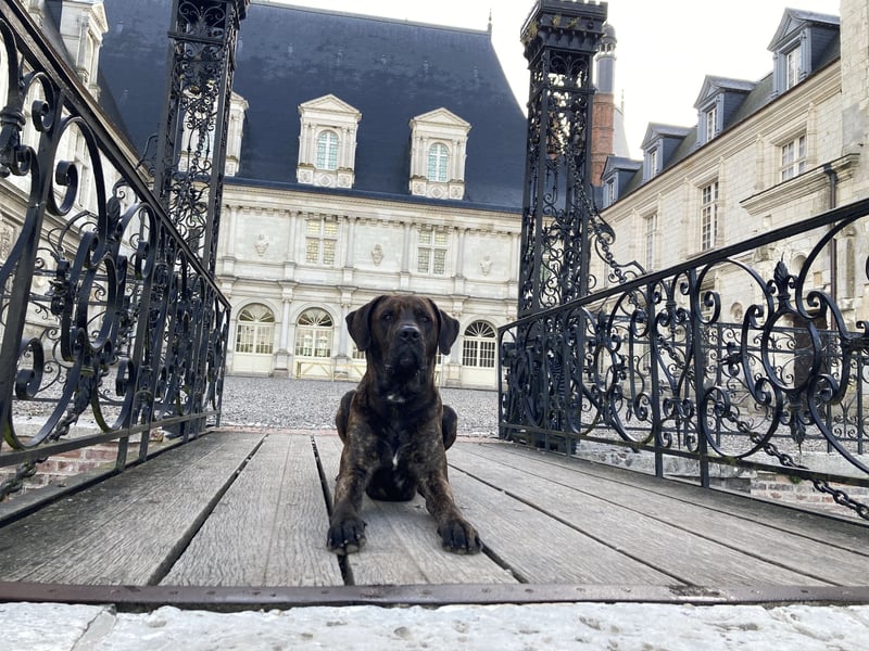 Assistenzhund Deckrüde Großer Schweizer Sennen x Antikdogge