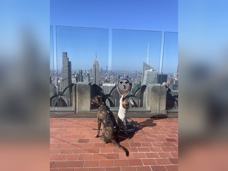 Assistenzhund Deckrüde Großer Schweizer Sennen x Antikdogge