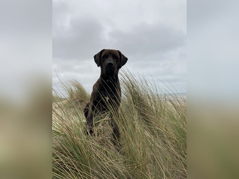 Assistenzhund Deckrüde Großer Schweizer Sennen x Antikdogge