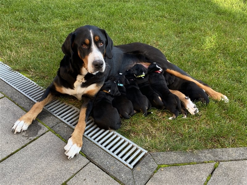 Großer Schweizer Sennenhund Welpen