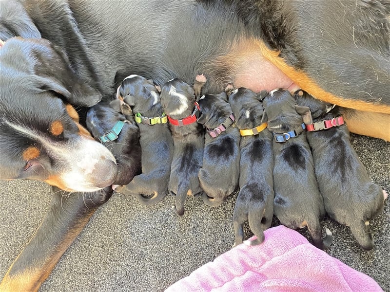 Großer Schweizer Sennenhund Welpen