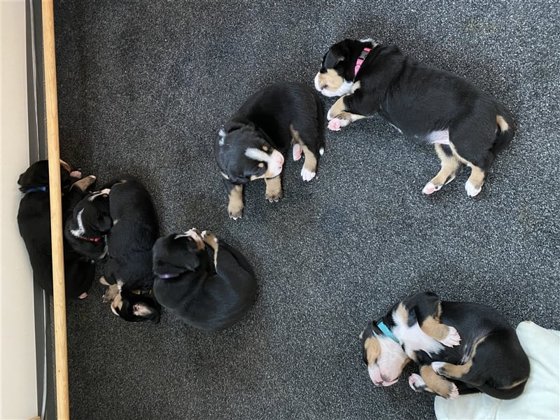 Großer Schweizer Sennenhund Welpen