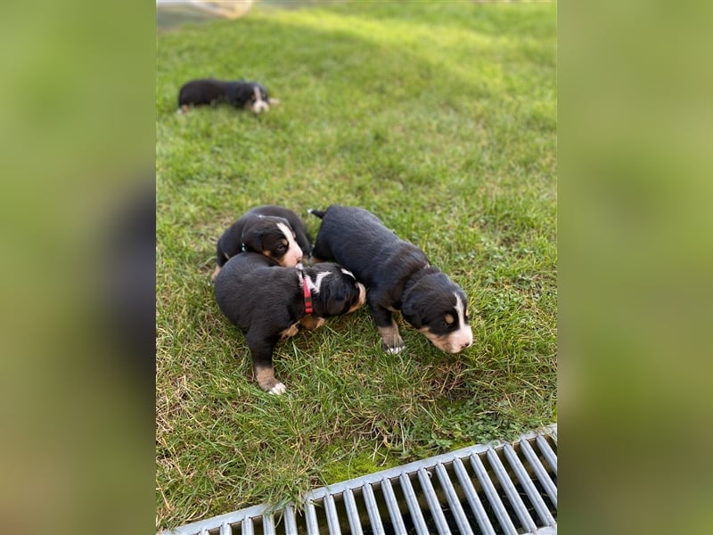 Großer Schweizer Sennenhund, Hündin rot