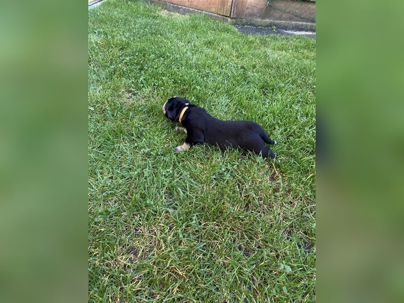 Großer Schweizer Sennenhund, Hündin gelb