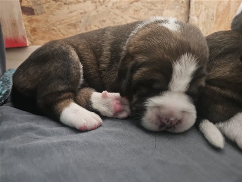 Welpen Leonberger - Schweizer Sennenhund Mix