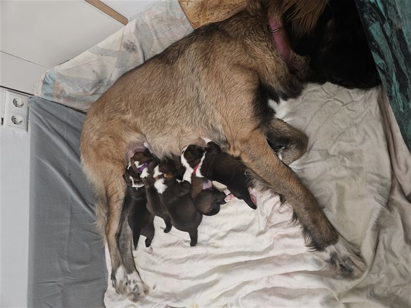 Welpen Leonberger - Schweizer Sennenhund Mix