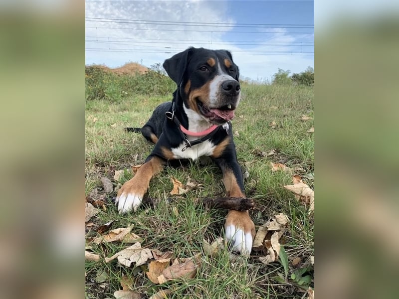 Welpe - Großer Schweizer Sennenhunde