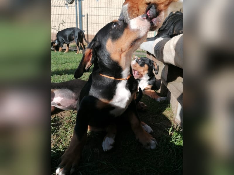 Großer Schweizer Sennenhund Welpe