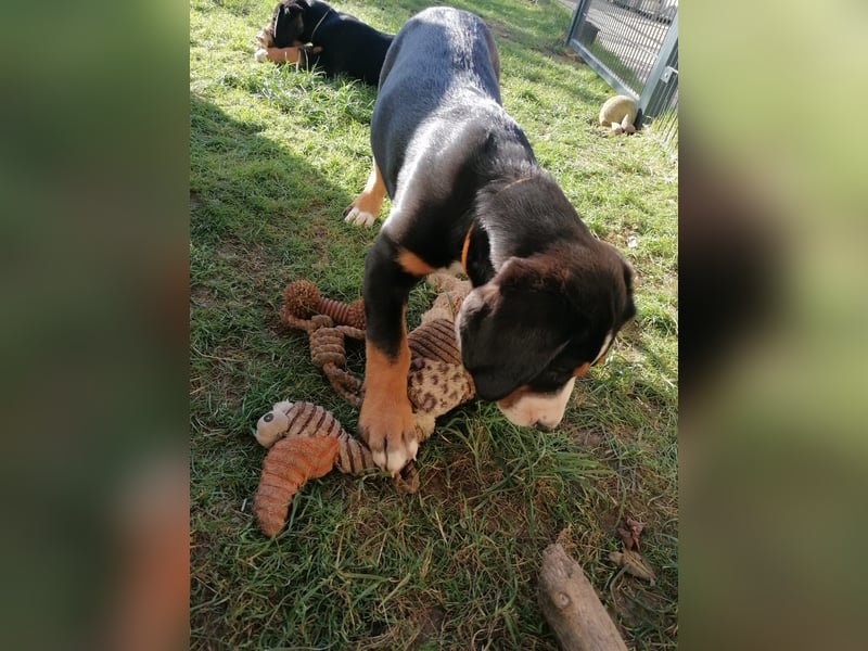 Großer Schweizer Sennenhund Welpe