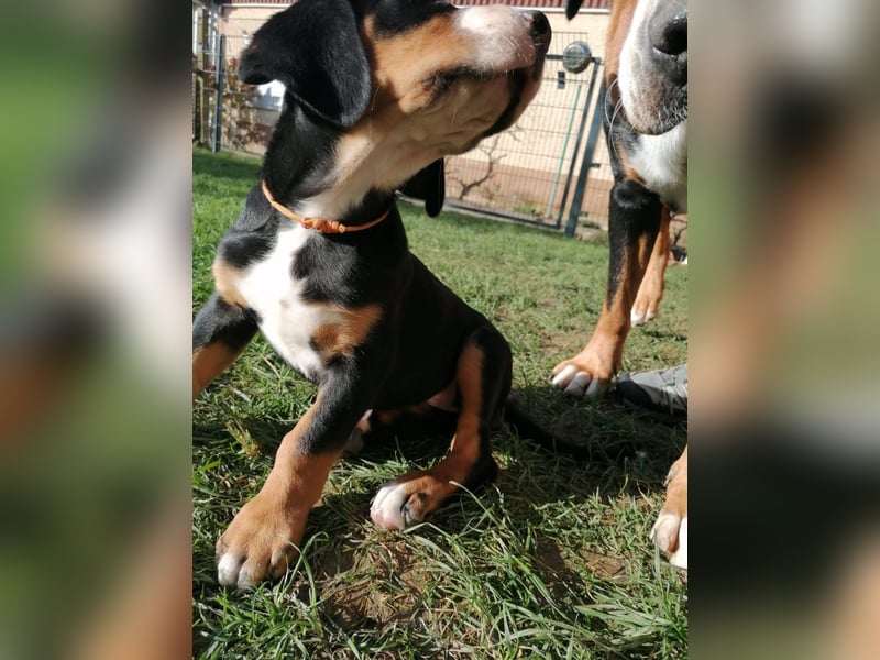 Großer Schweizer Sennenhund Welpe