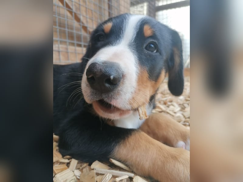 Großer Schweizer Sennenhund Welpe