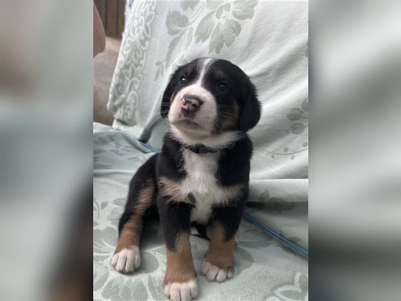 Großer Schweizer Sennenhund Welpen mit Papieren