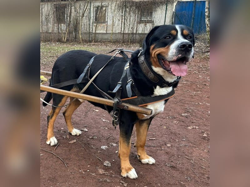 Großer Schweizer Sennenhund Welpen mit Papieren