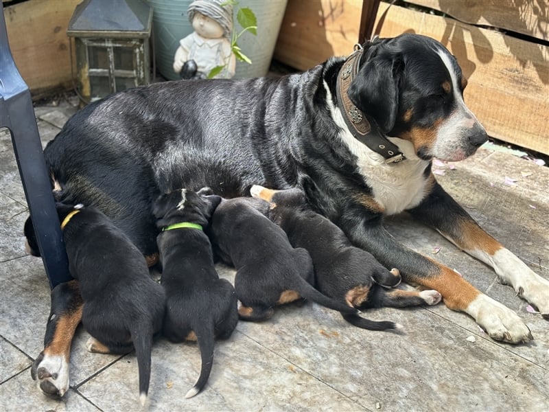 Großer Schweizer Sennenhund Welpen mit Papieren