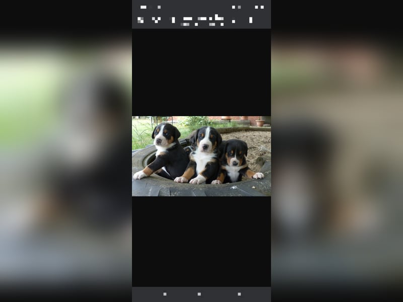 Suche Großer Schweizer sennenhund