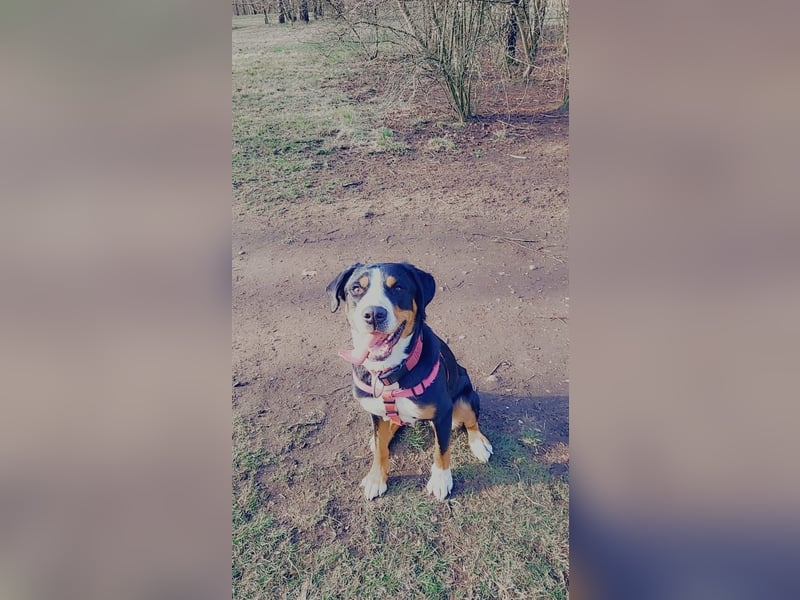 Dringend ein tolles zuhause gesucht