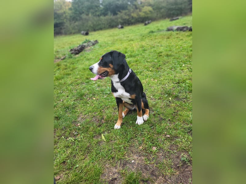 Dringend ein tolles zuhause gesucht