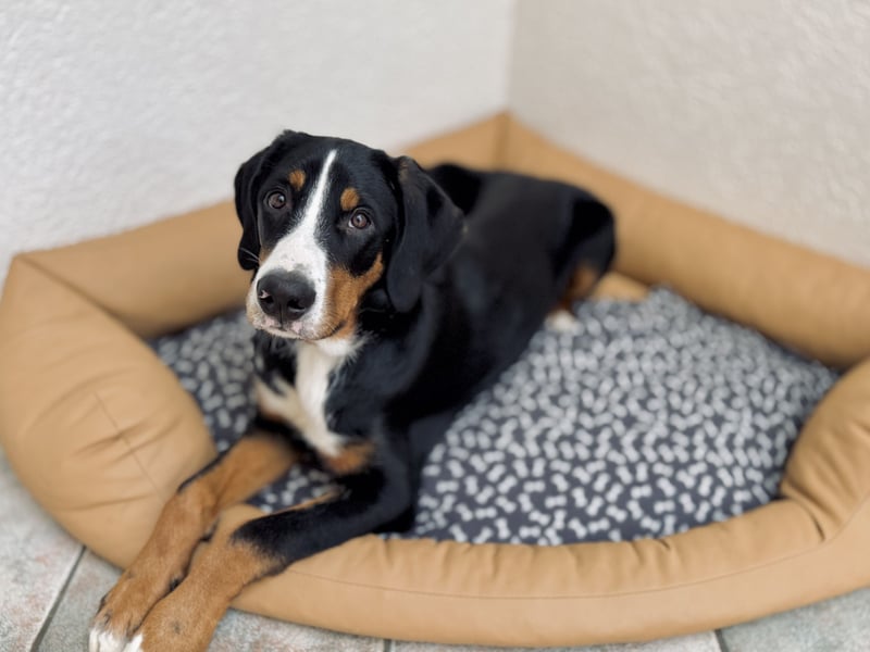 Großer Schweizer Sennenhund x Berner Sennenhund Weibchen