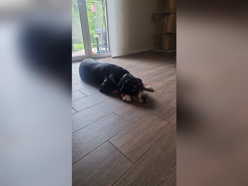  Swissydog Mylo sucht ein neues Zuhause 