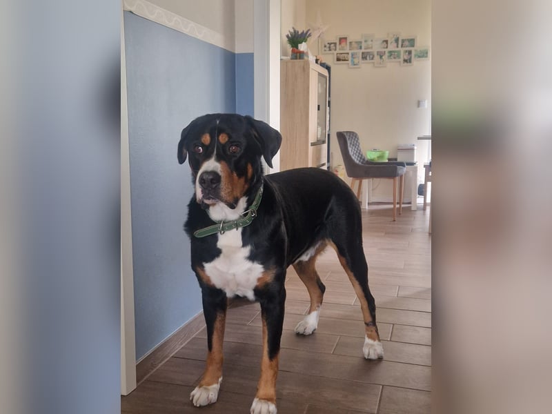  Swissydog Mylo sucht ein neues Zuhause 