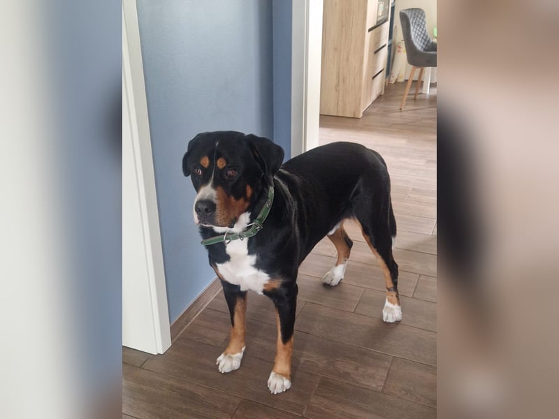  Swissydog Mylo sucht ein neues Zuhause 