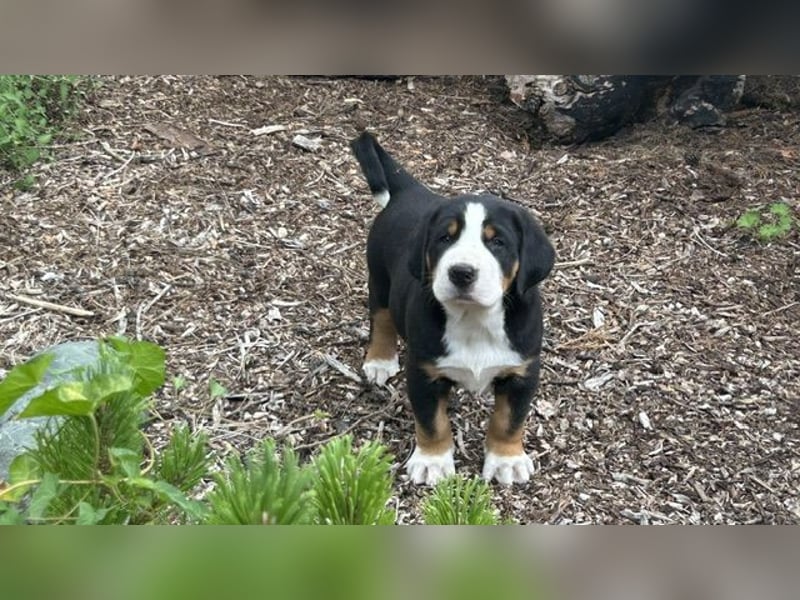 Großer Schweizer Sennenhund