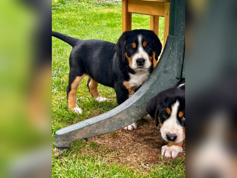 Großer Schweizer Sennenhund