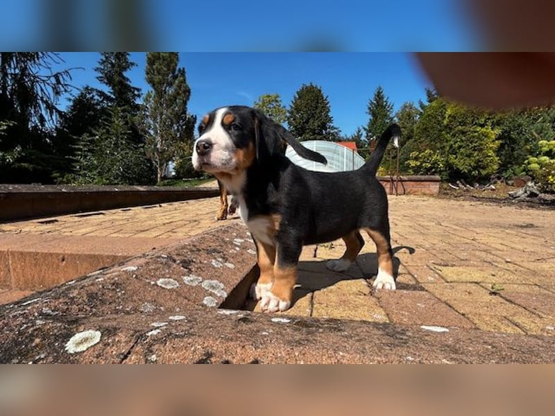 Großer Schweizer Sennenhund