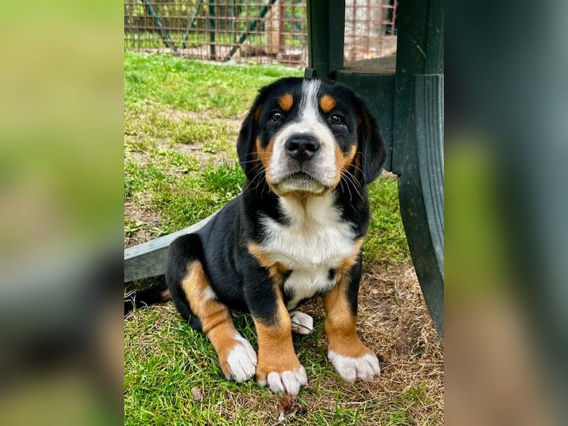 Großer Schweizer Sennenhund