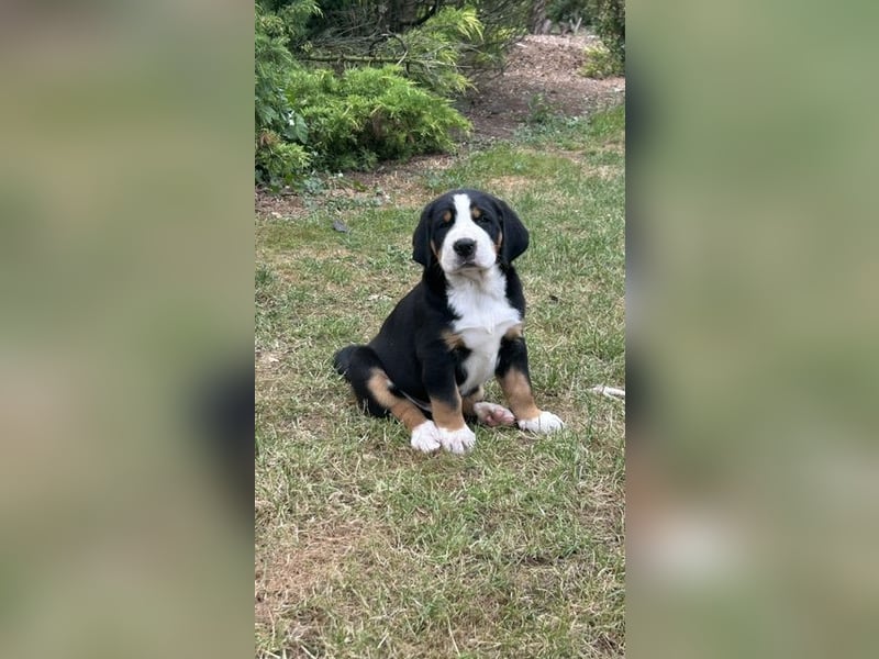 Großer Schweizer Sennenhund