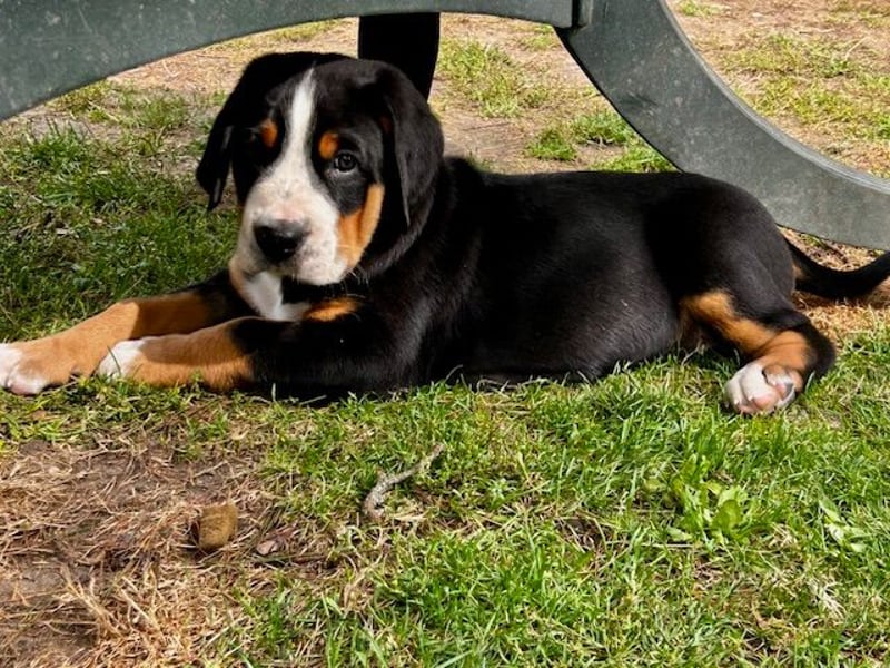 Großer Schweizer Sennenhund