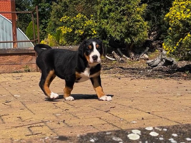 Großer Schweizer Sennenhund