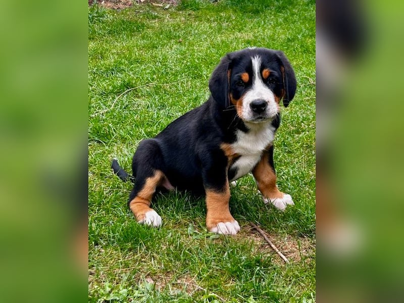 Großer Schweizer Sennenhund