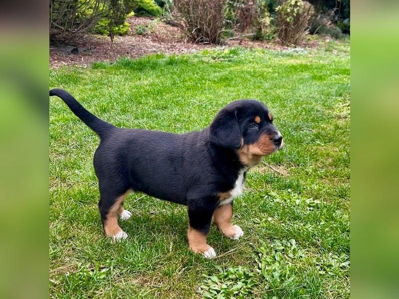 Großer Schweizer Sennenhund