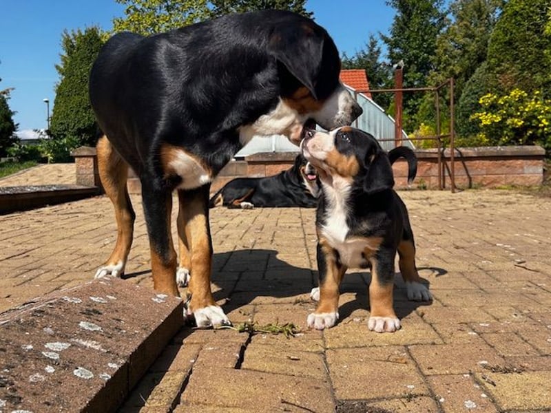 Großer Schweizer Sennenhund