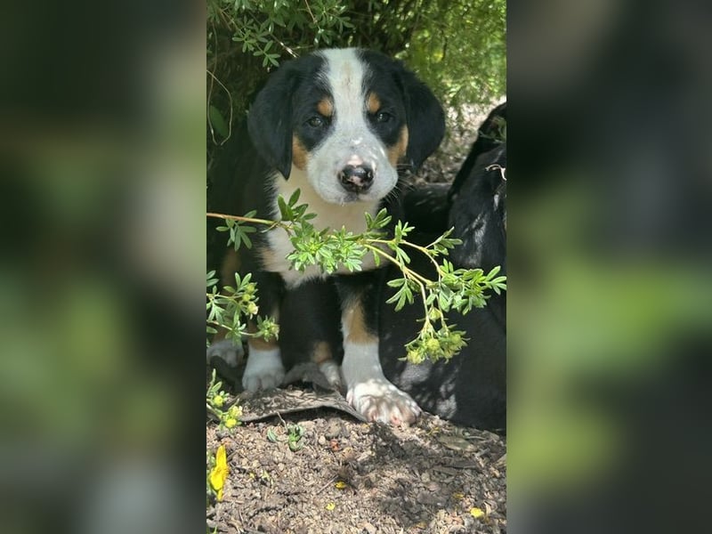 Großer Schweizer Sennenhund