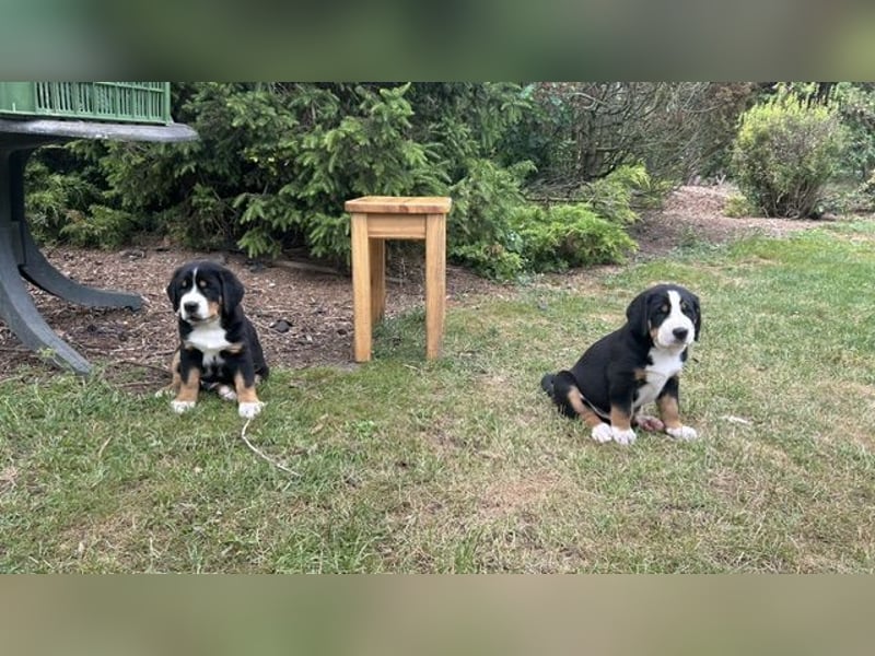 Großer Schweizer Sennenhund
