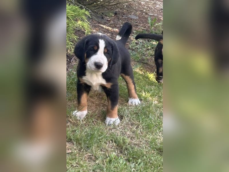 Großer Schweizer Sennenhund